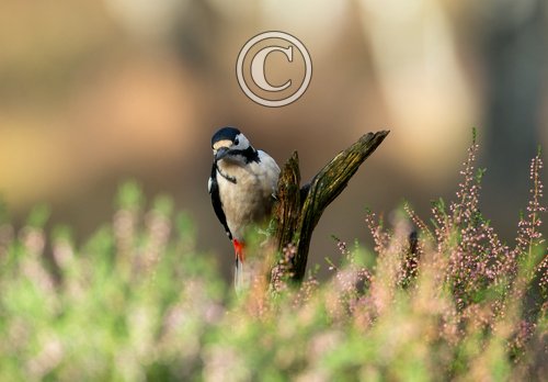 Greater-Spotted-Woodpecker-DM2123